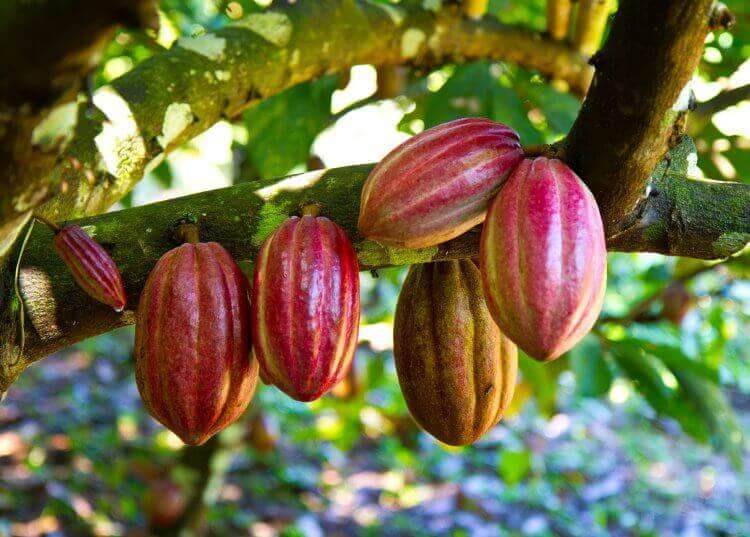 Tour Artesanal de Cacao y Finca Biodinámica